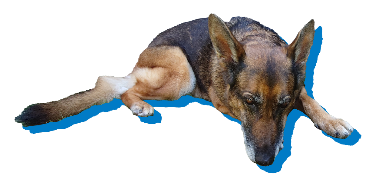 DogゆいまーるJulia