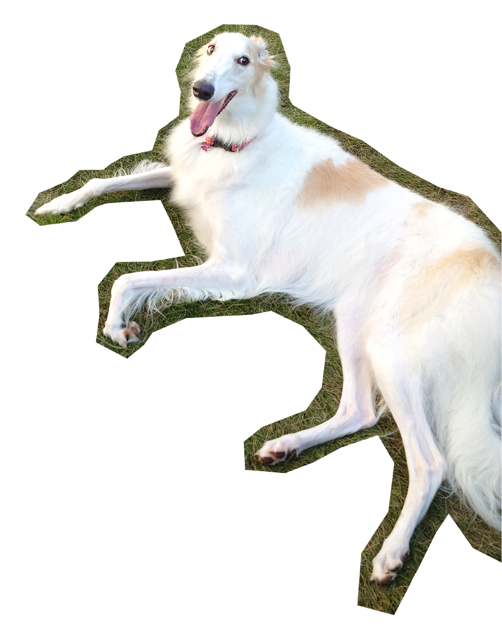 DogゆいまーるJulia